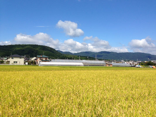今里からみた野山と小塩山。