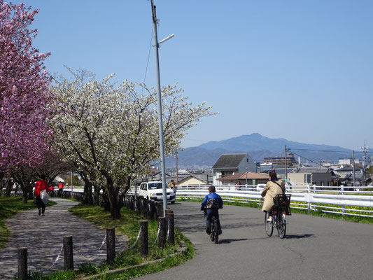 犬川堤防の桜と。