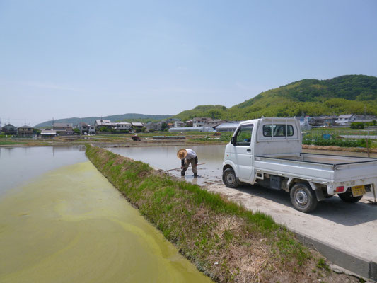 タケノコの収穫がおわると田植えが始まる。タケノコ農家はたいへんだ。