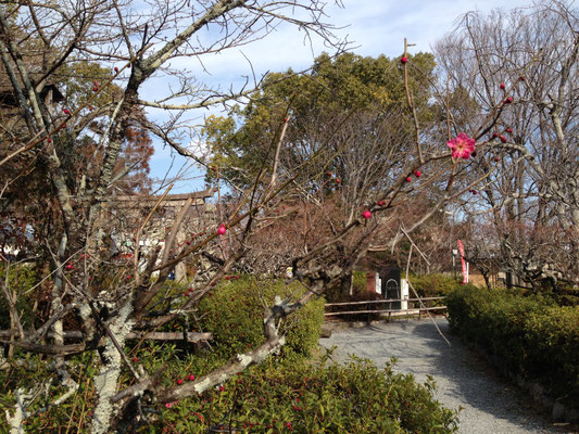 長岡天満宮一番梅