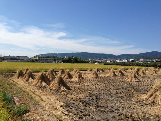 実りの秋。今里から天王山。