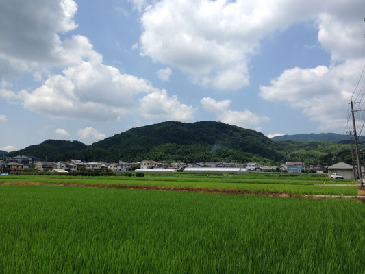 長法寺からみた野山。饅頭形の特徴がよくわかる。