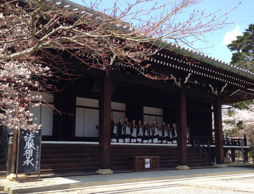 光明寺　桜と若い修行僧