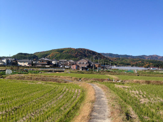 今里からみた野山・光明寺境内・西山。紅葉と竹林を対比してみて下さい。