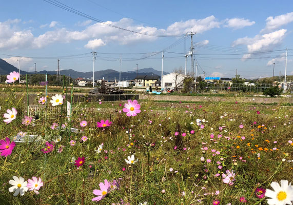 長岡京市井ノ内から