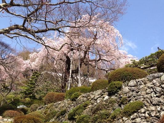 善峯寺の桂昌院桜
