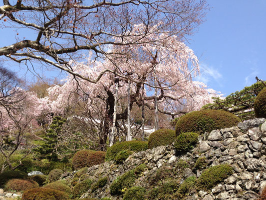 桂昌院桜。