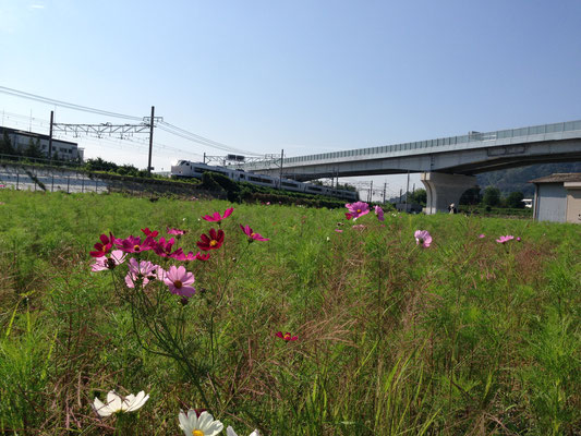 山崎の合戦古戦場を望む。JRと京都縦貫道が交差する調子(長岡京市)から。隣はサントリービール工場。