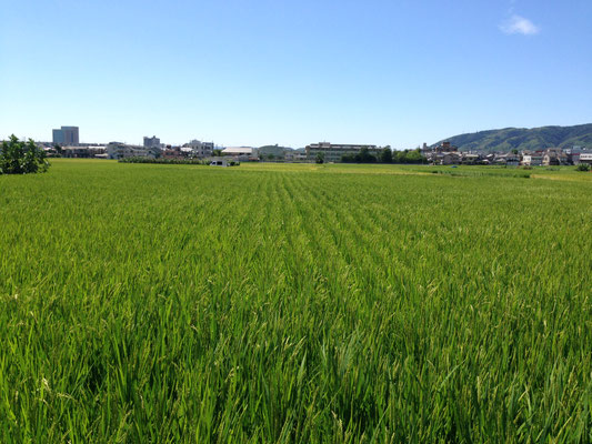 今里からみた天王山。左の高いビルのあたりがJR長岡京駅