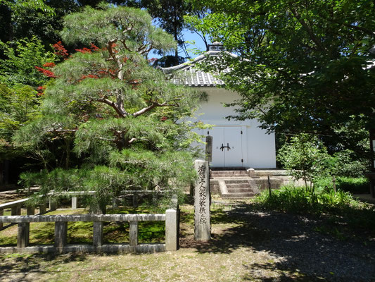 袈裟懸けの松