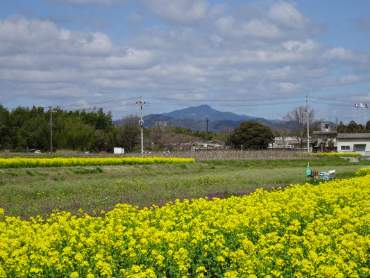 花菜畑(粟生から)