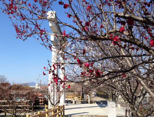 梅の八条ヶ池から