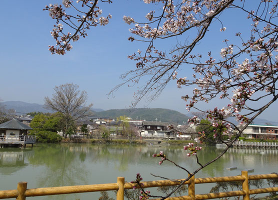 春霞。