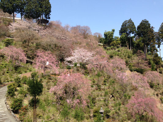これから見ごろ。