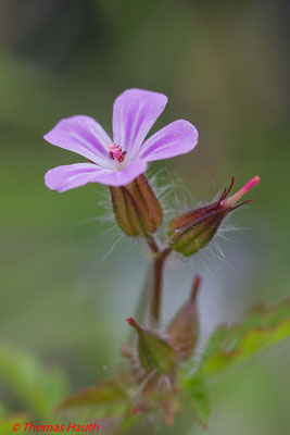 Storchschnabel  (Leitz Macro-Elmar-R 1:4/100)