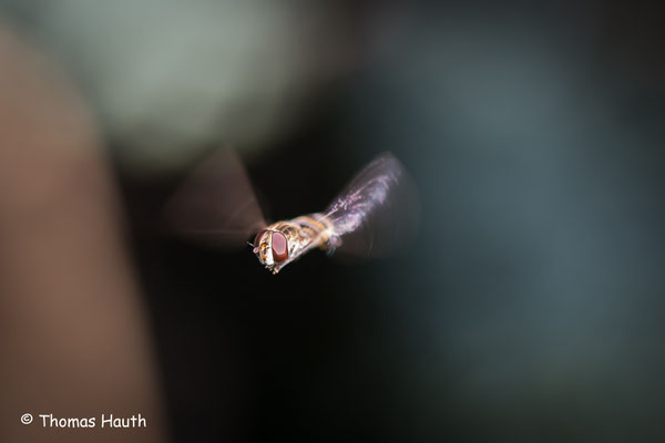 Endlich einmal eine Schwebfliege im Flug erwischt