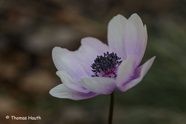 Anemonen in unserem Garten