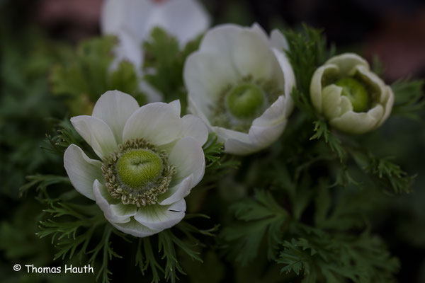 Anemonen in unserem Garten