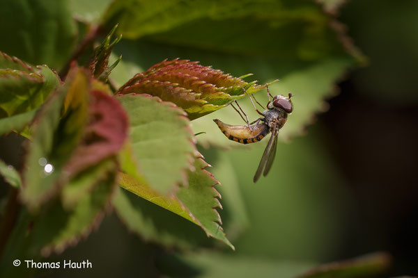 Die Schwebfliege am Rosenbusch