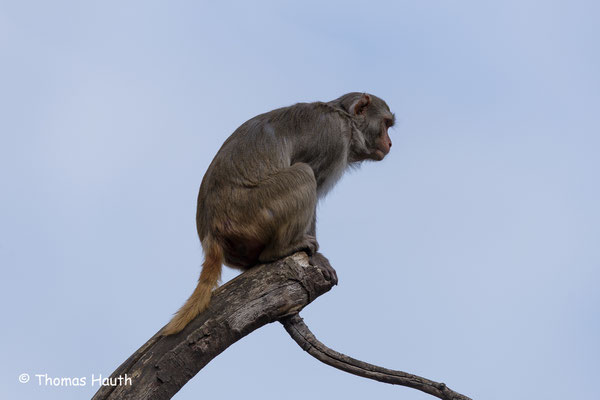 Rhesusaffe (Macaca mulatta) 