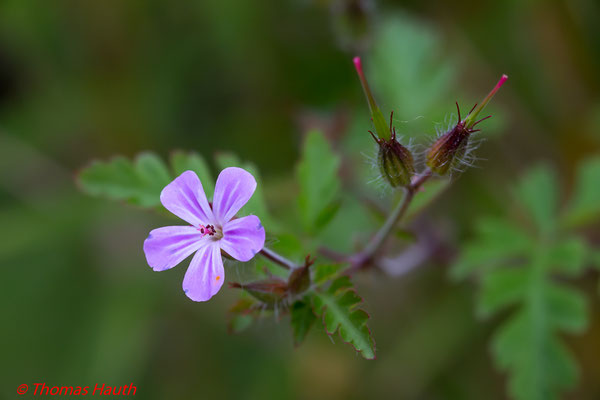 Storchschnabel  (Leitz Macro-Elmar-R 1:4/100)