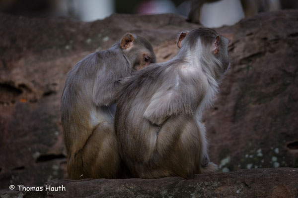 Rhesusaffe (Macaca mulatta) 