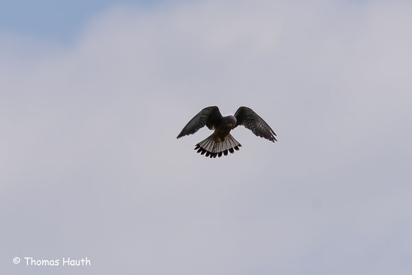 Turmfalke beim "rütteln"