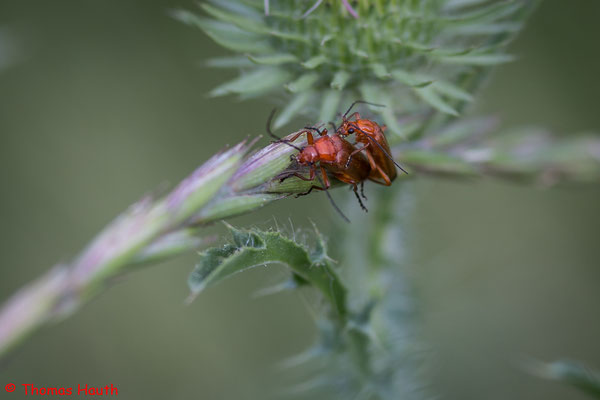 Der Rote oder Rotgelbe Weichkäfer (Rhagonycha fulva) ist ein Käfer aus der Familie der Weichkäfer (Cantharidae).