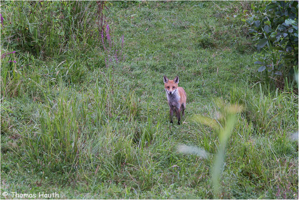 Dann war es doch noch so weit, ein Fuchs kam aus dem Dickicht und ging hier sein Revier ab. Er blieb kurz stehen, hatte Blickkontakt zu mir und zog dann weiter.