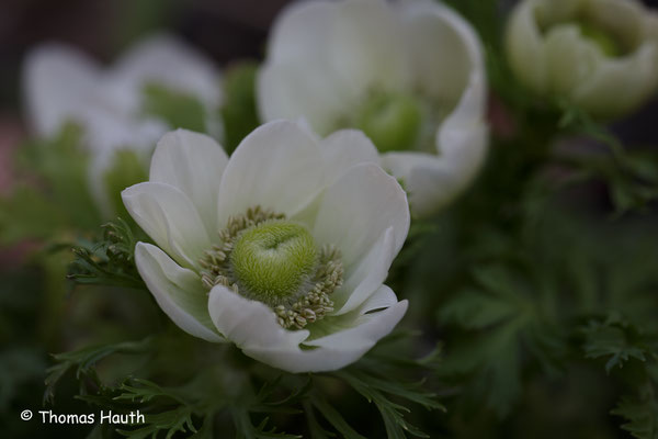 Anemonen in unserem Garten