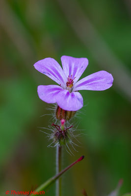 Storchschnabel  (Leitz Macro-Elmar-R 1:4/100)