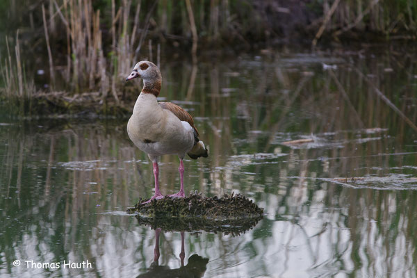 Nilgans