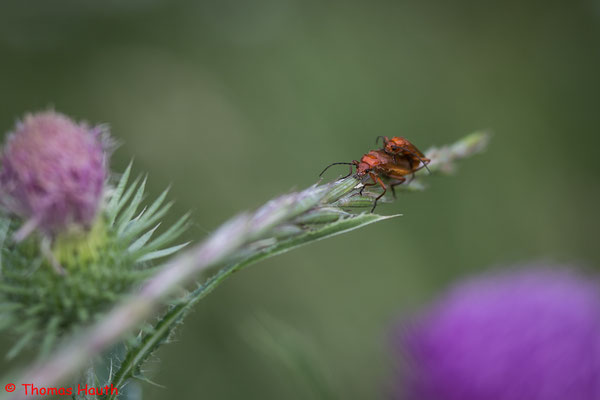 Der Rote oder Rotgelbe Weichkäfer (Rhagonycha fulva) ist ein Käfer aus der Familie der Weichkäfer (Cantharidae).