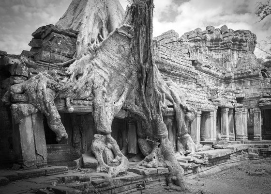 Anke Houdelet: Ta Prohm / Kambodscha