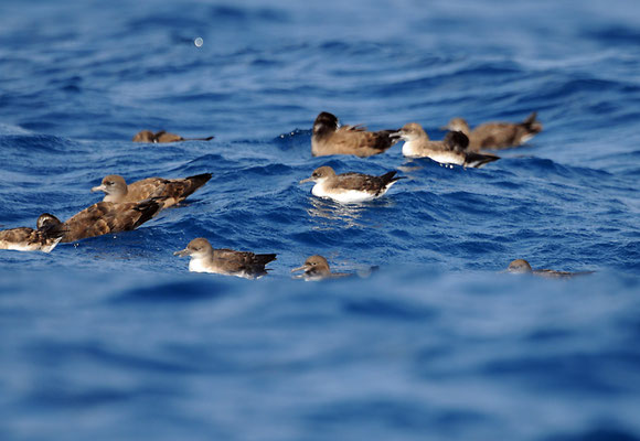 Hutton's and Wedge-tailed Shearwaters, Middle Channel