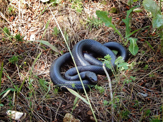 Biacco (Hierophis viridiflavus), il serpente più veloce d'Italia