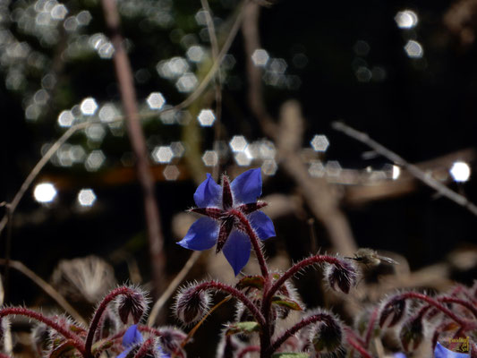 Una borragine (Borago officinalis) che si riflette sull'acqua. Una bellissima pianta erbacea e mellifera.