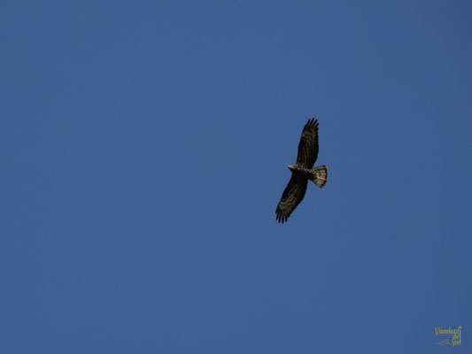 Un falco pecchiaiolo, il suo nome scientifico "apivorus" indica le sue preferenze alimentari: larve di imenotteri, favi, miele e cera. 