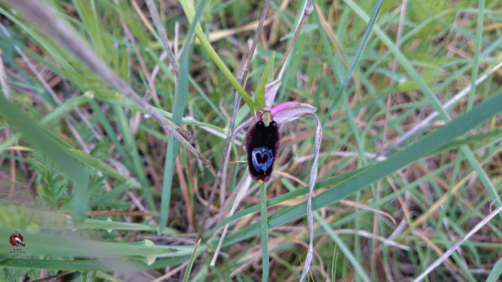 L'Ofride di Bertoloni della famiglia delle Orchidee ha una forma che ricorda quella di un insetto per ingannare gli insetti maschi che vengono attirati dal fiore nella convinzione di trovare femmine della loro specie. 