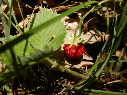 Una buonissima fragola di bosco