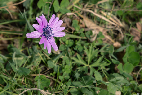 Anemone Stellata 😍 È una pianta endemica del bacino mediterraneo