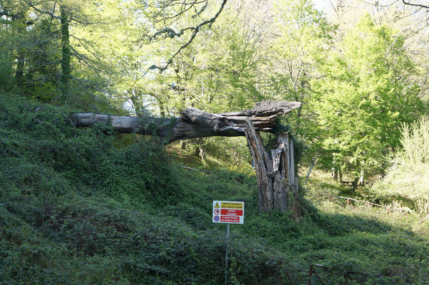 Il relitto della quercia monumentale Centorami