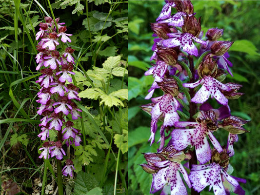La più evidente su questi sentieri. L'Orchidea purpurea si può trovare nei querceti, nelle scarpate, nei prati, con terreno calcareo, alla luce piena del sole o in mezz'ombra, da 0 a 1350 m di altitudine.