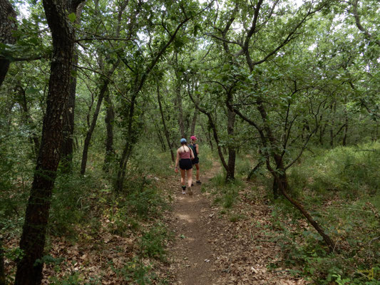 Lungo il sentiero boschivo che attraversa Lama Genzana e collega la ciclovia dell'AQP al Castel del Monte