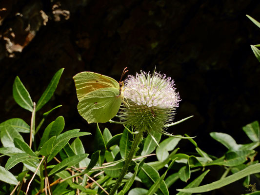 Un maschio di cedronella (Gonepteryx rhamni)