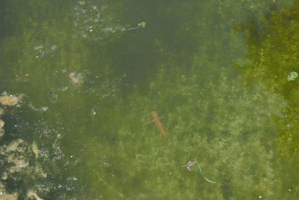 Femmina di tritone crestato italiano (Triturus carnifex) endemico dell'Italia e dei Balcani.
