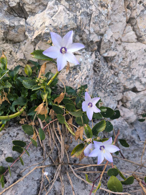 La campanula pugliese che cresce lungo la rupe colorando i versanti della gravina di Matera