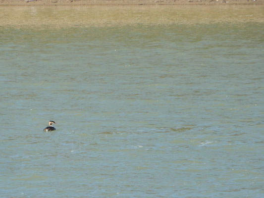 Uno svasso maggiore (Podiceps cristatus) in mezzo al lago