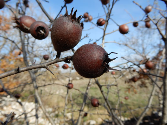 Il frutto dimenticato del nespolo comune