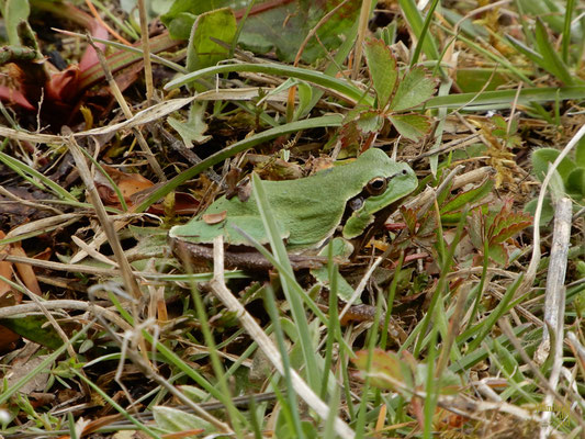 Una meravigliosa raganella (Hyla sp.), ben mimetizzata tra le foglie